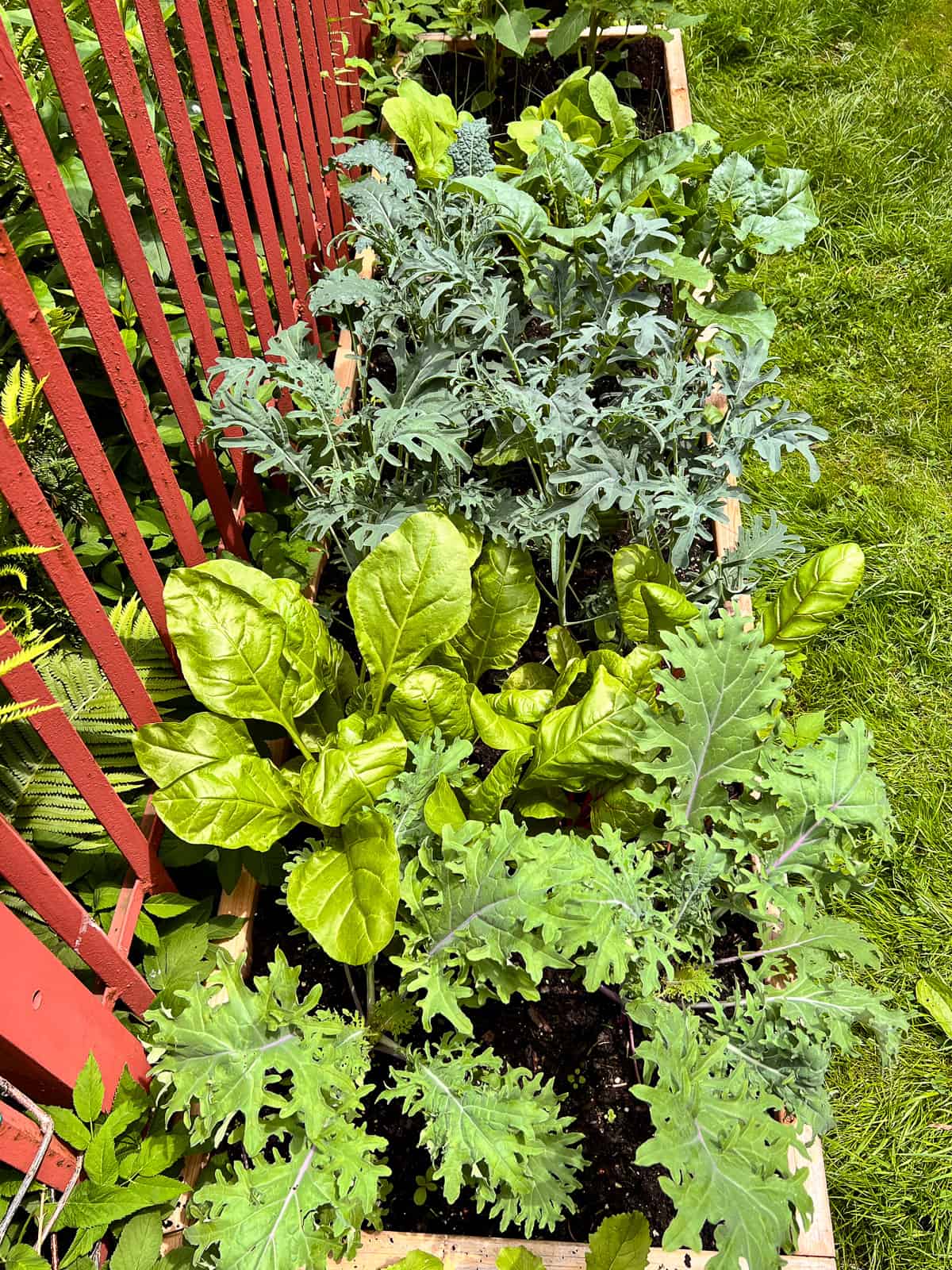 An image of a square foot garden bed bursting with fresh edible plants.