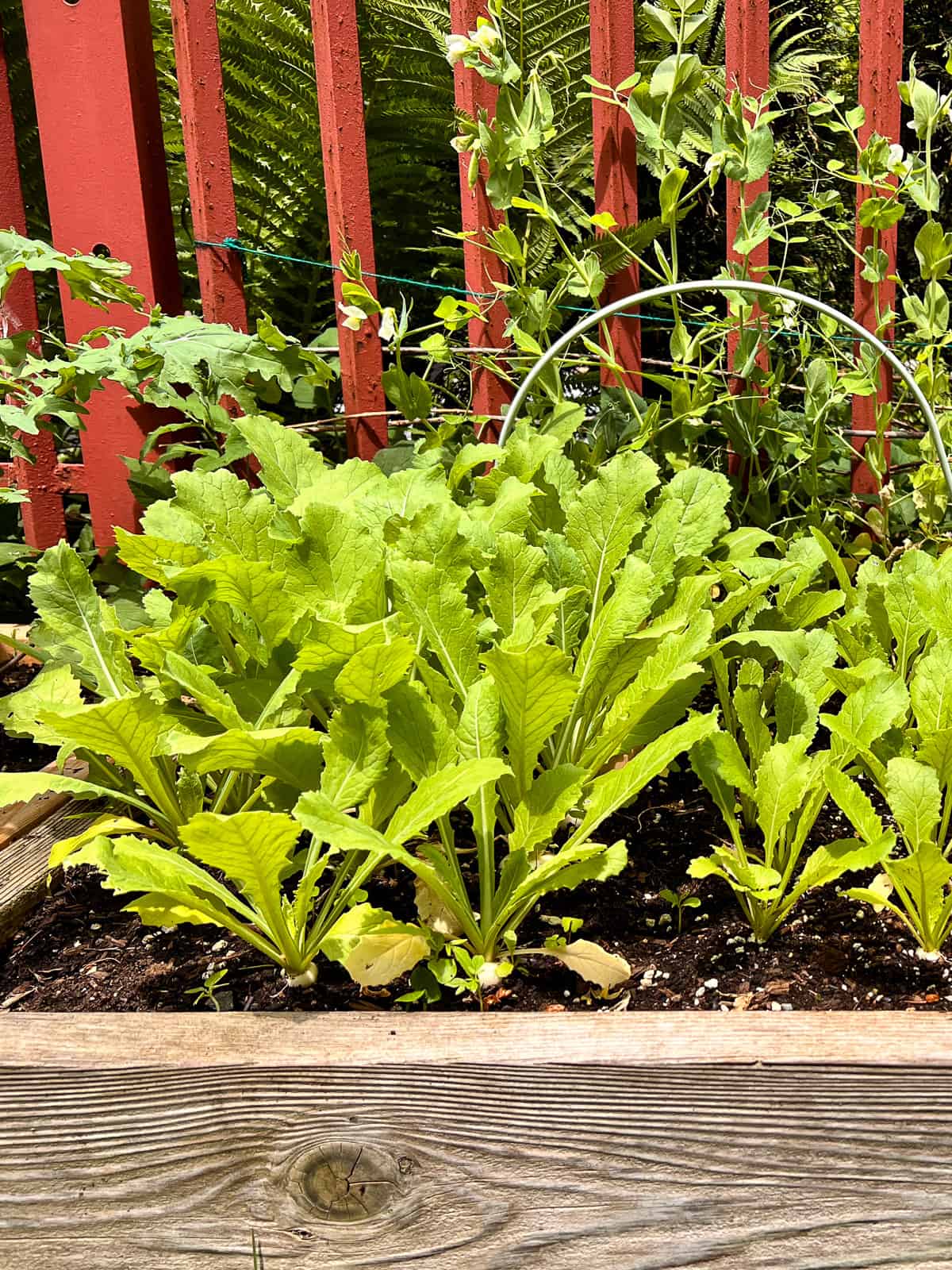 An image of turnips growing in a raised bed Square Foot Garden.