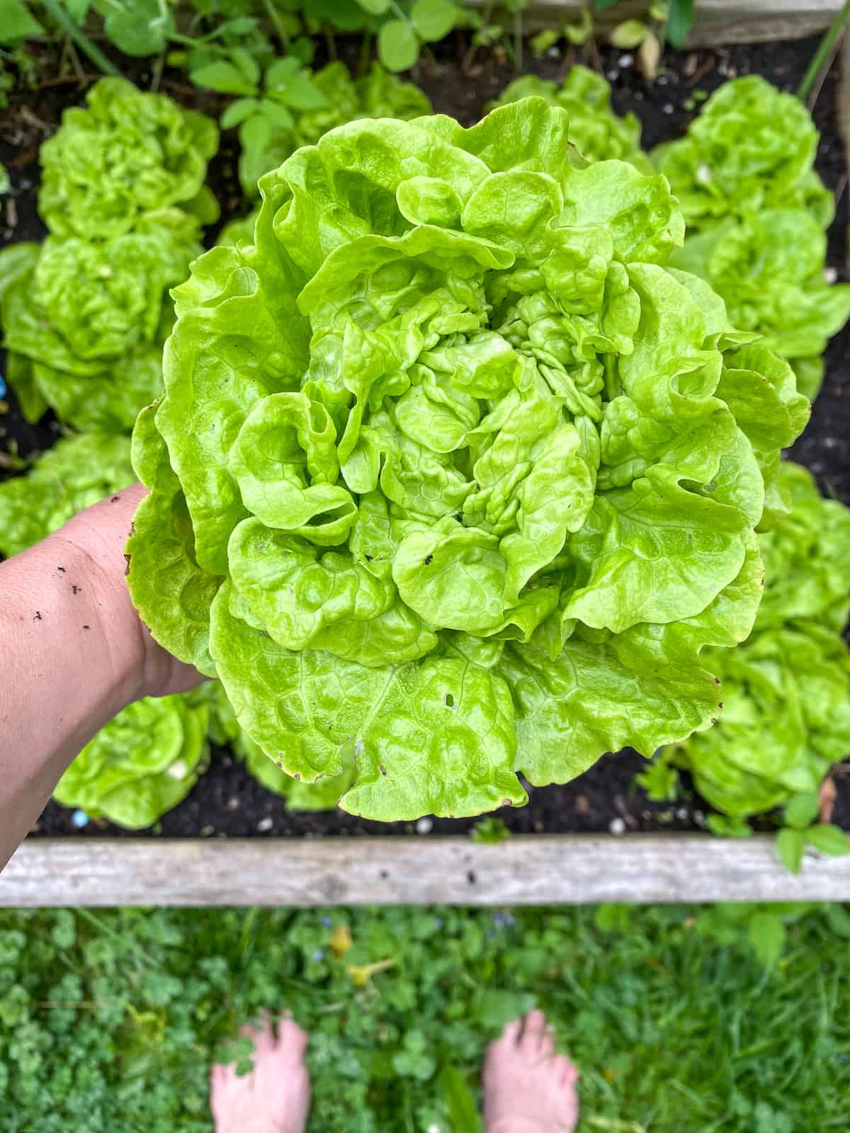 A woman's hand holding a lettuce that she has just harvested.