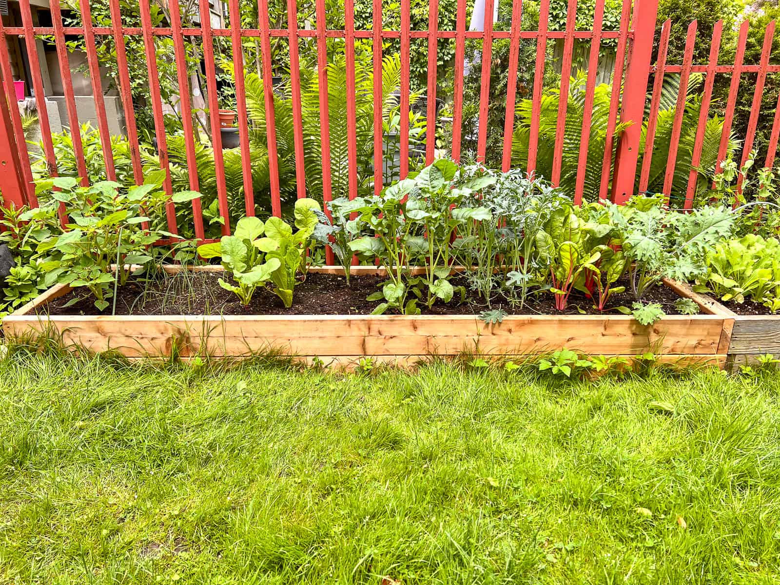 An image of a Square Foot Garden in raised beds, mid season, and full of edible plants.