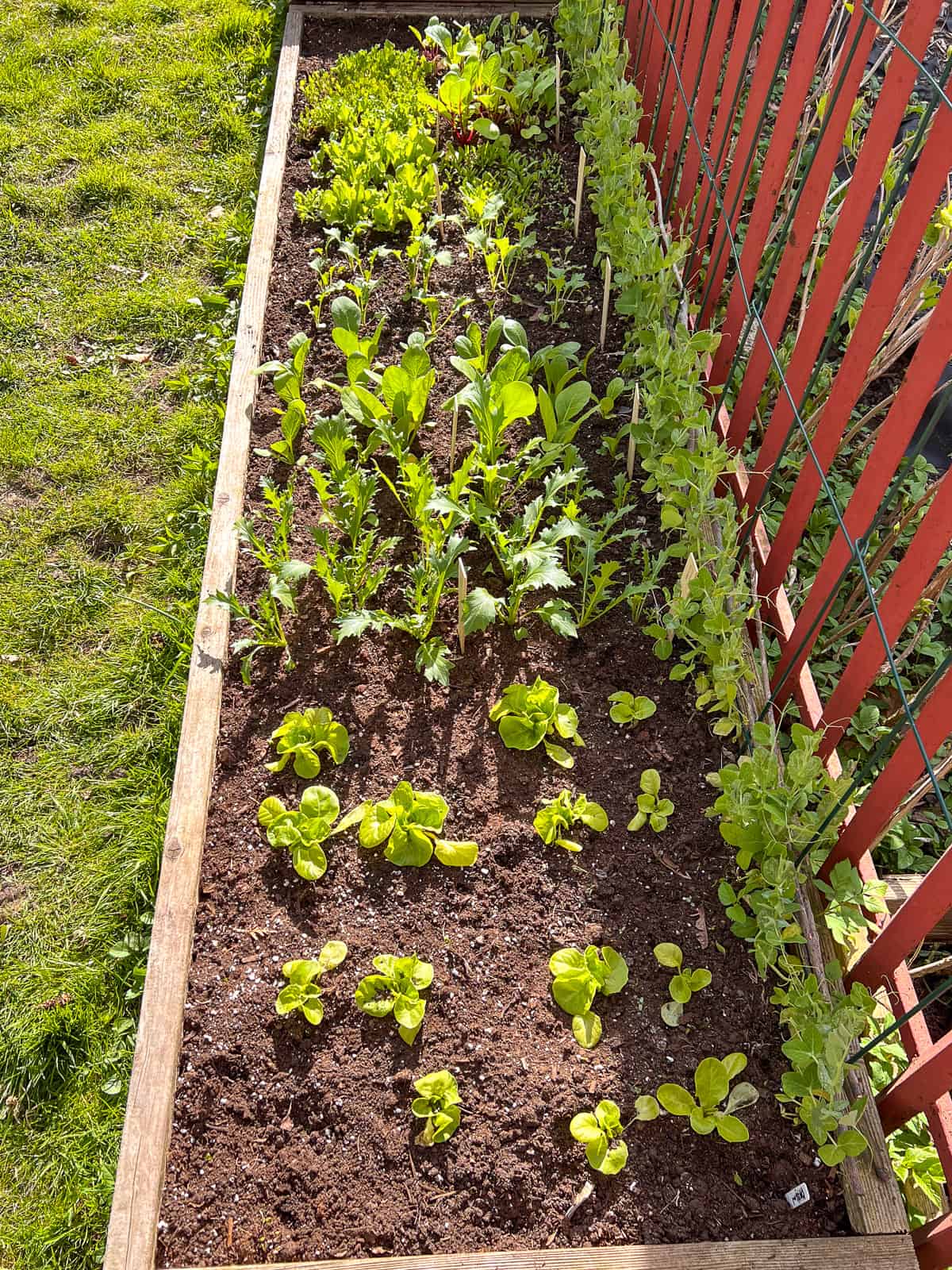 A raised bed planted in the Square Foot Garden method, filled with plants and with peas growing on the fence one side.