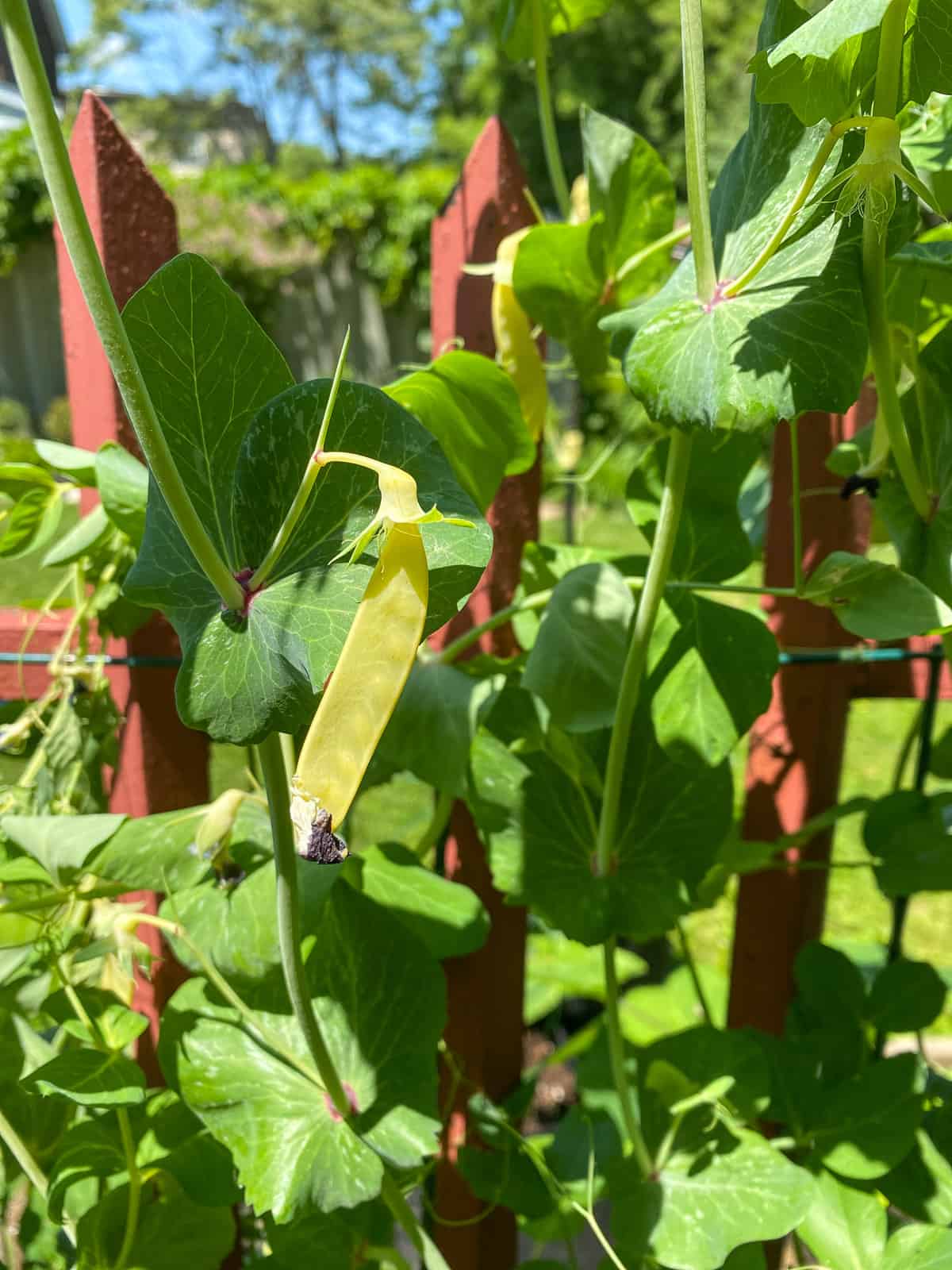 An image of a golden snow pea plant using a fence as a trellis.