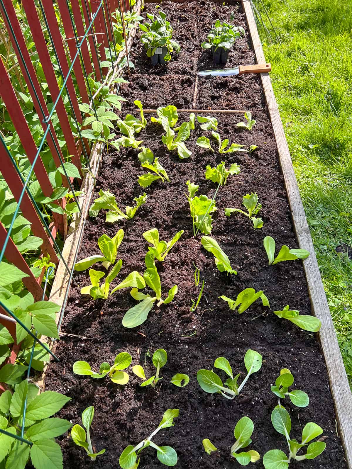 An image of tidy raised bed, cleared up during seasonal garden maintenance, in the process of spring planting.