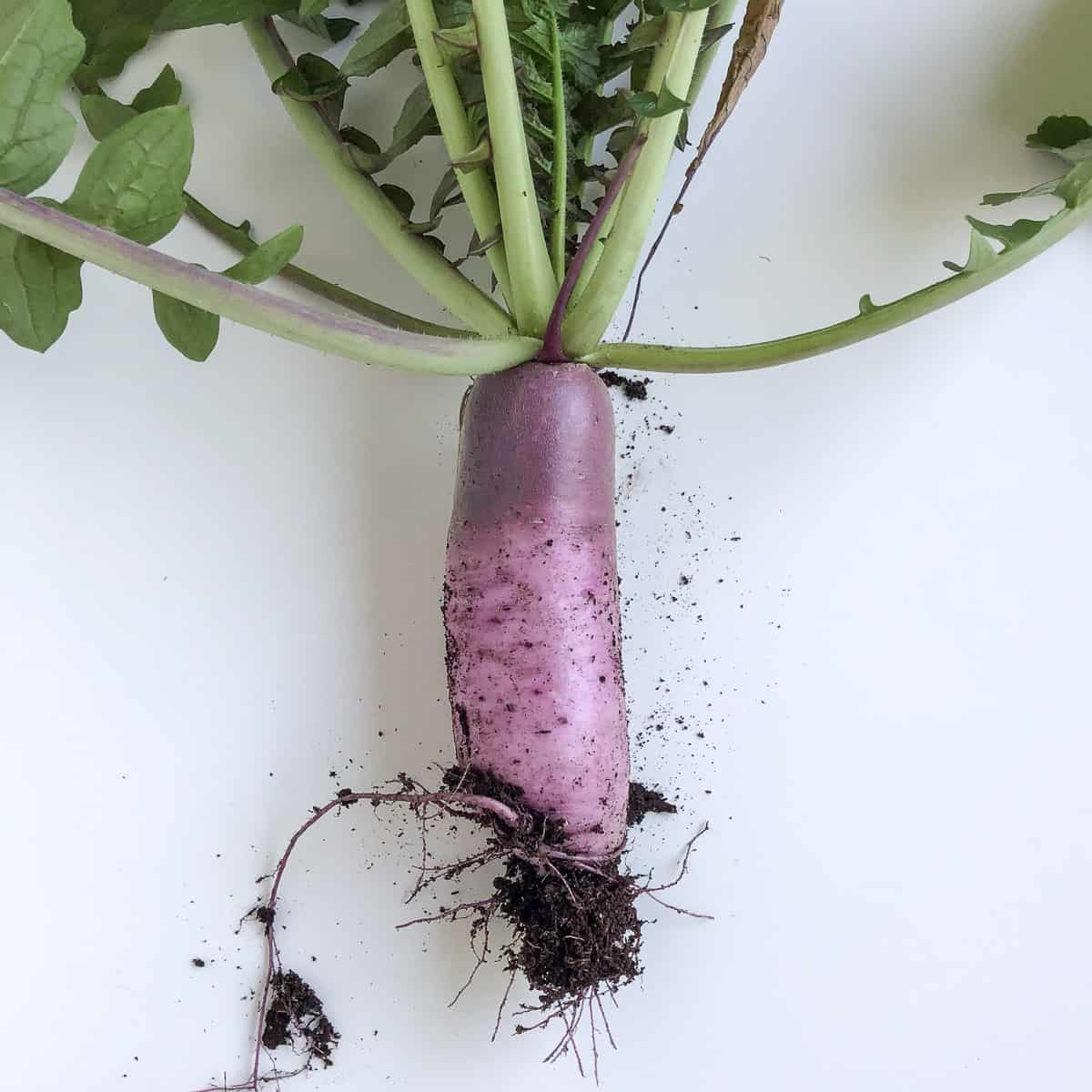 An image of a purple daikon still covered in the soil it was pulled from.