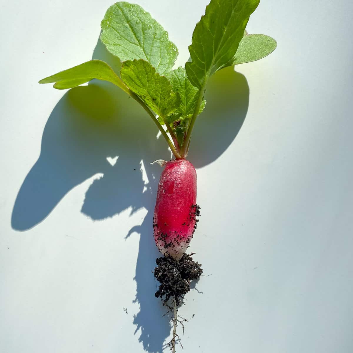 An image of a radish still covered in the soil it was pulled from.