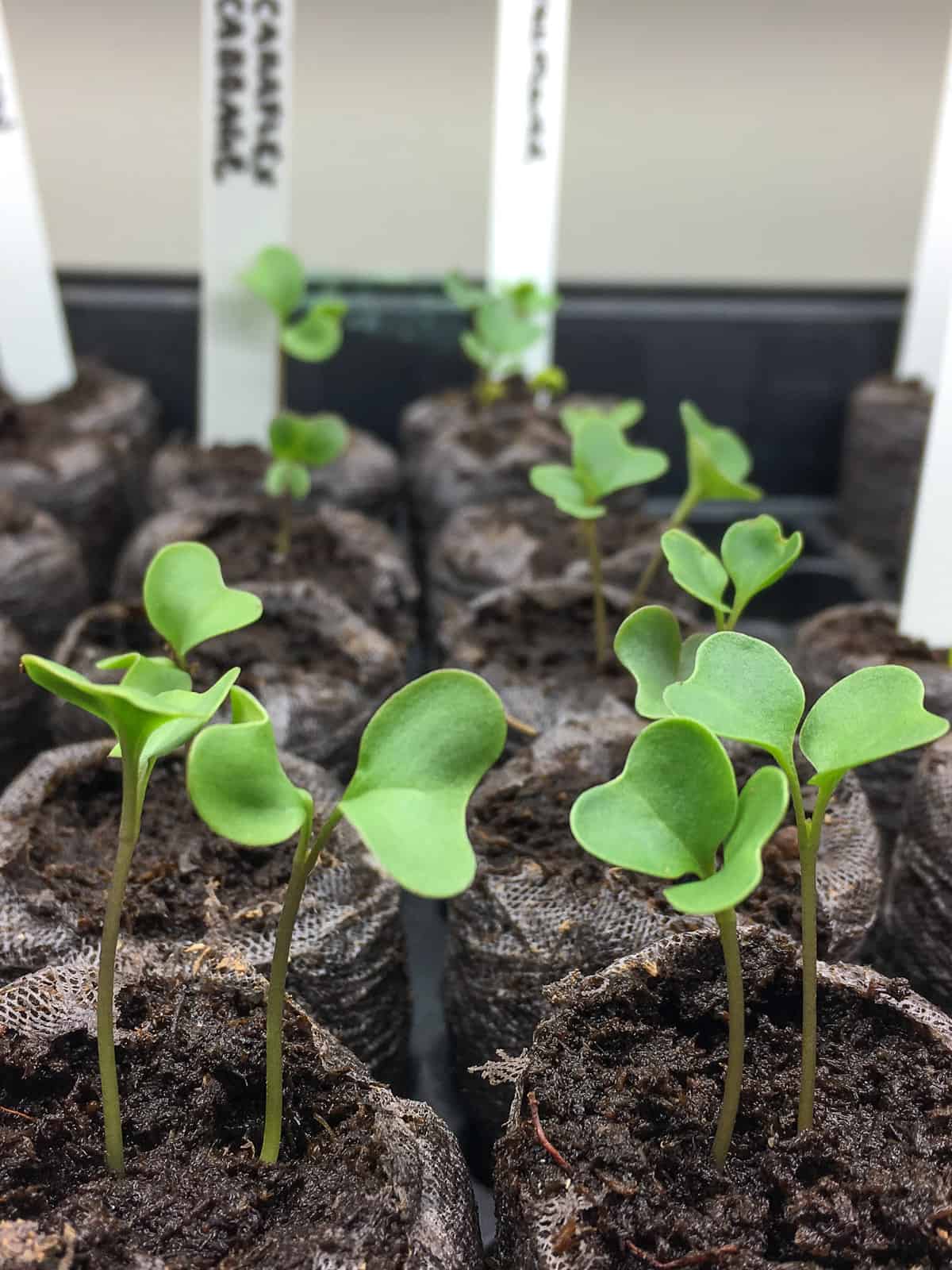 Some small green seedlings growing under a grow light indoors.