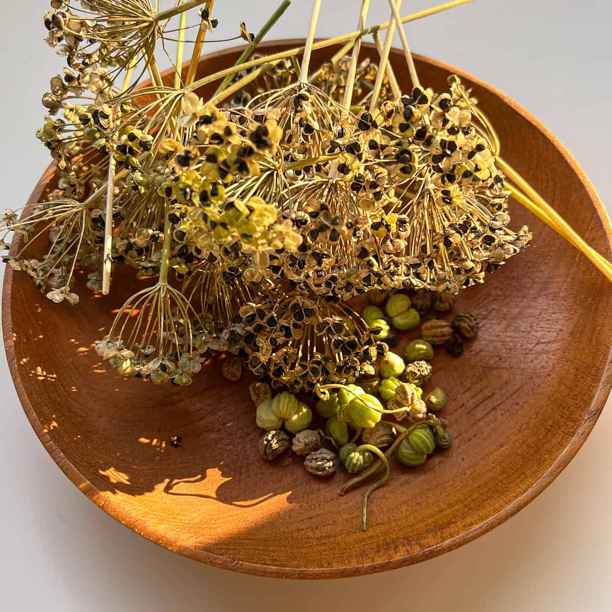 Dried seeds collected from a Square Foot Garden.