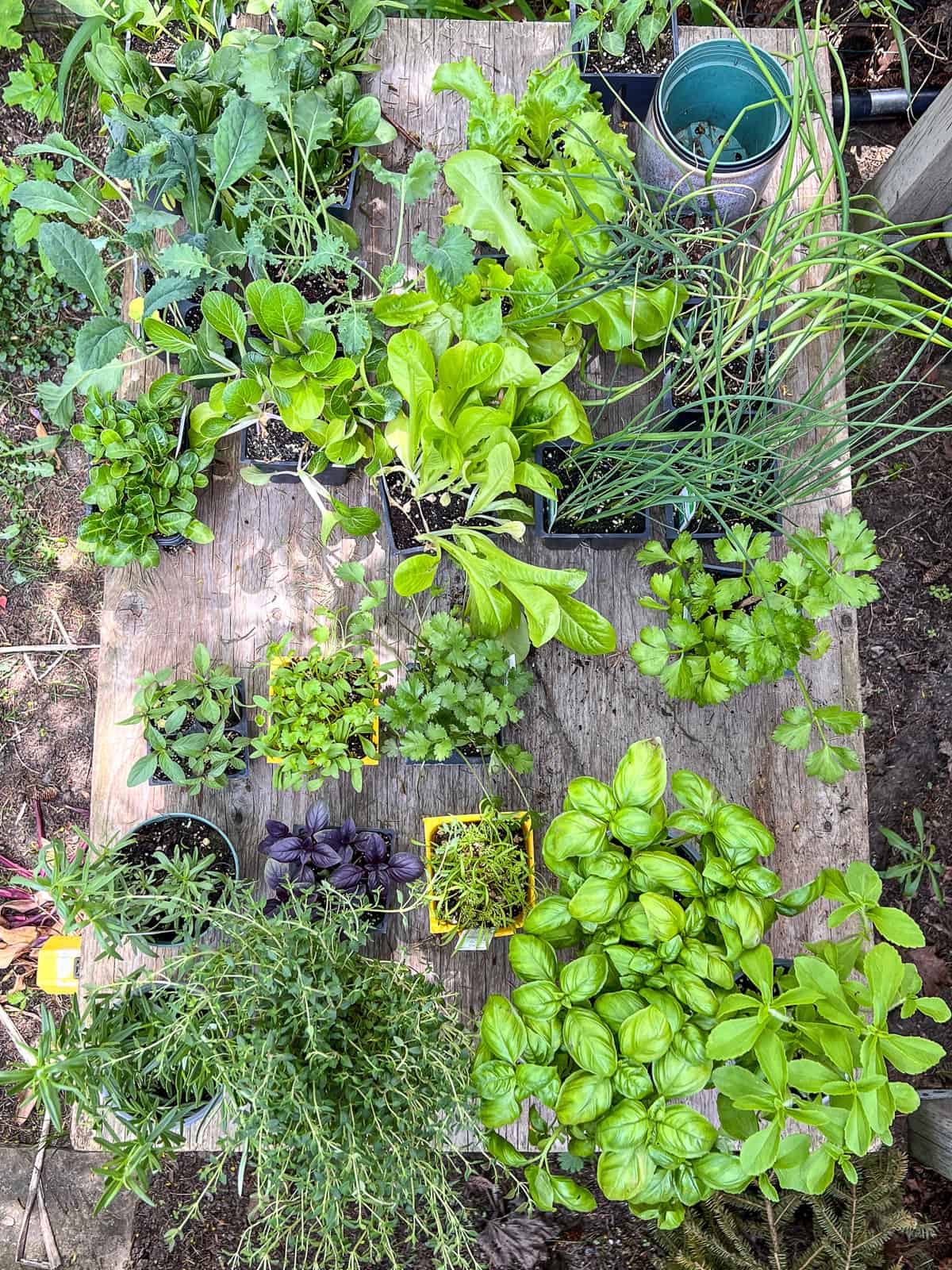 An image of a wooden table filled with seedlings ready for the garden.