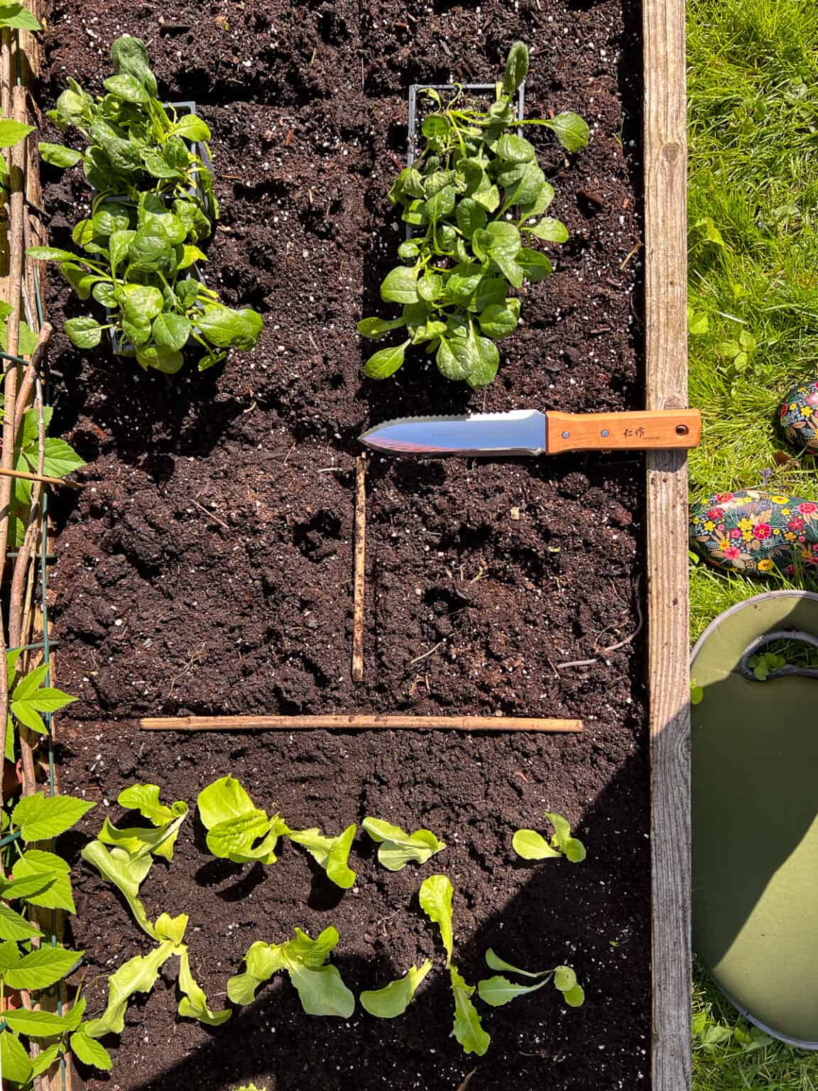 Seeds And Seedlings For Square Foot Gardening