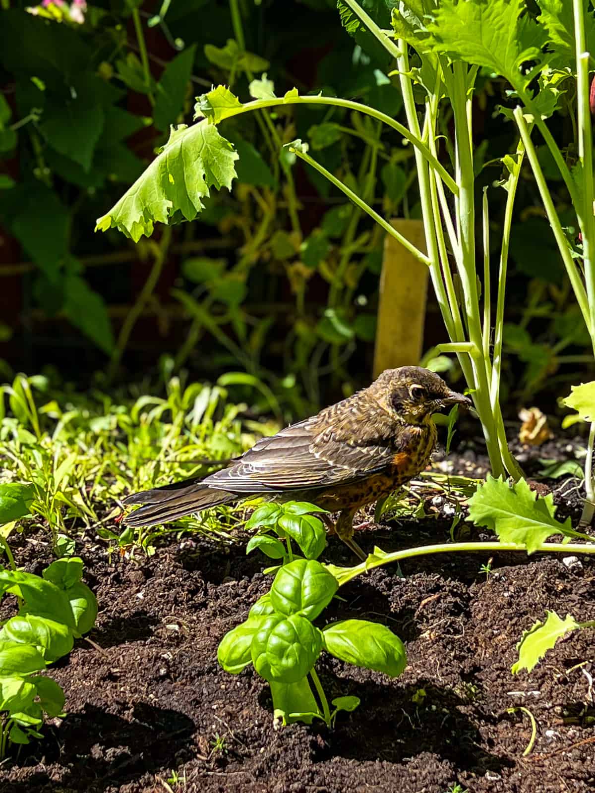 A small robin in a backyard garden.