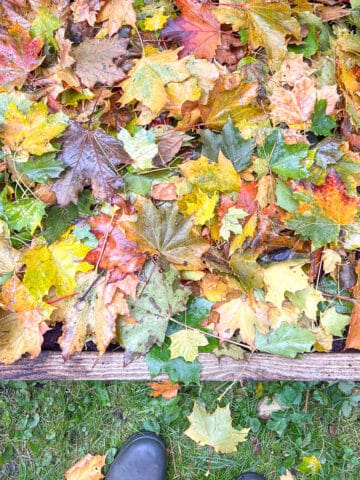 An image of leaves mounded on a raised bed.