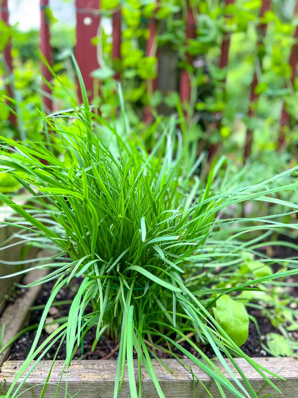 An image of garlic chives in a raised bed, left intact during seasonal garden maintenance.