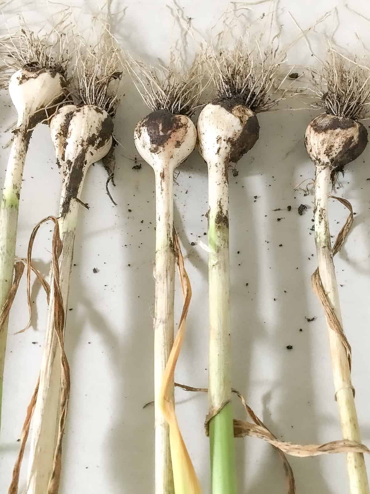 An image of a bunch of harvested garlic on a white background.