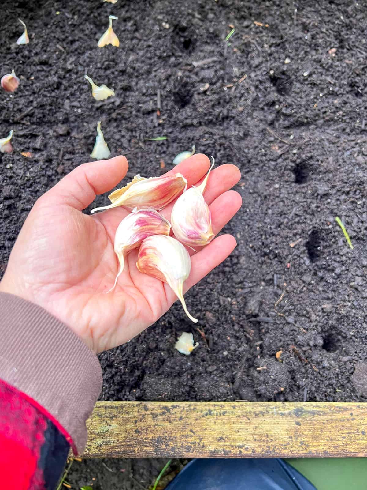 An image of a hand in the midst of planting garlic cloves, done after seasonal garden maintenance.