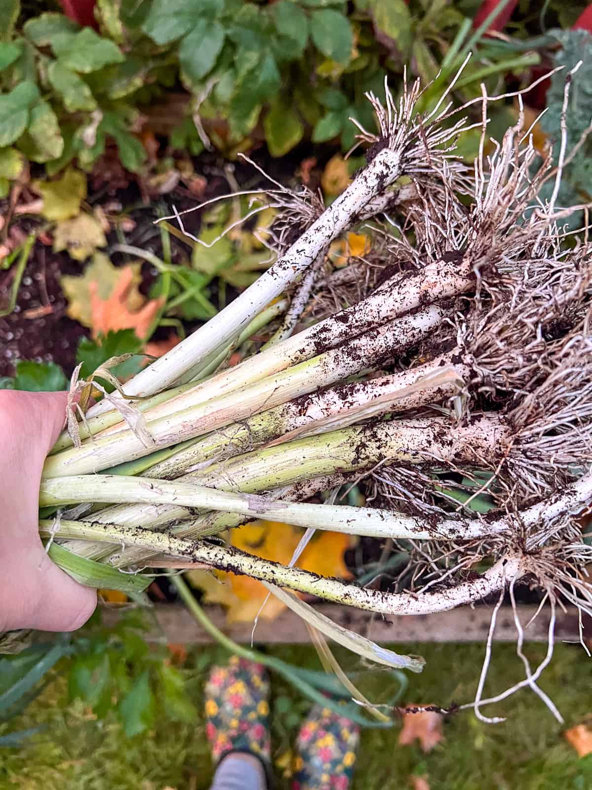 An image of a bunch of leeks pulled out from a raised bed during seasonal garden maintenance.