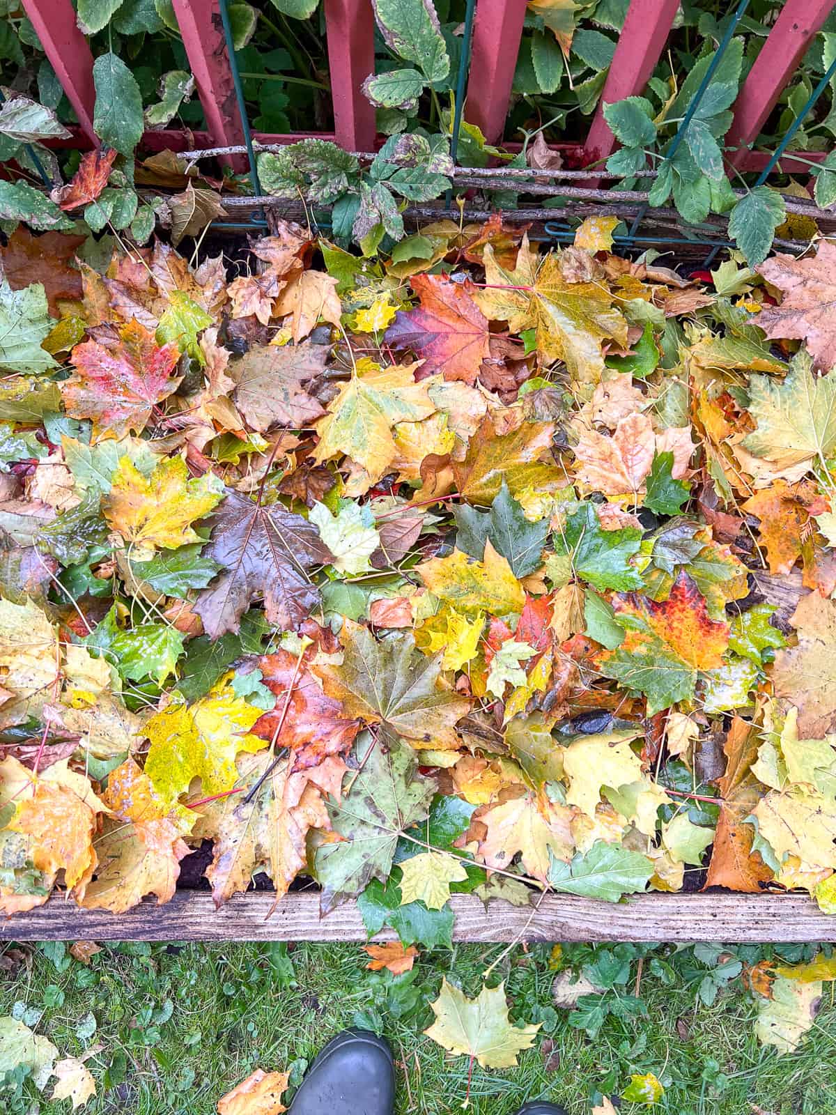 An image of leaves mounded on a raised bed, during seasonal garden maintenance.