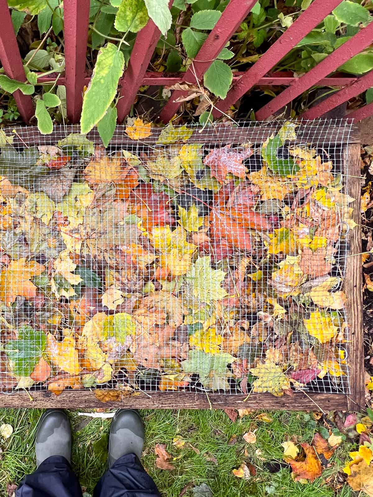 An image of leaves mounded on a raised bed, secured by mesh to keep the leaves in place, part of seasonal garden maintenance.