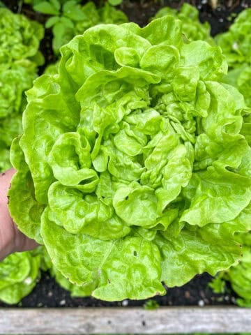 An image of a hand holding a just picked head of lettuce.