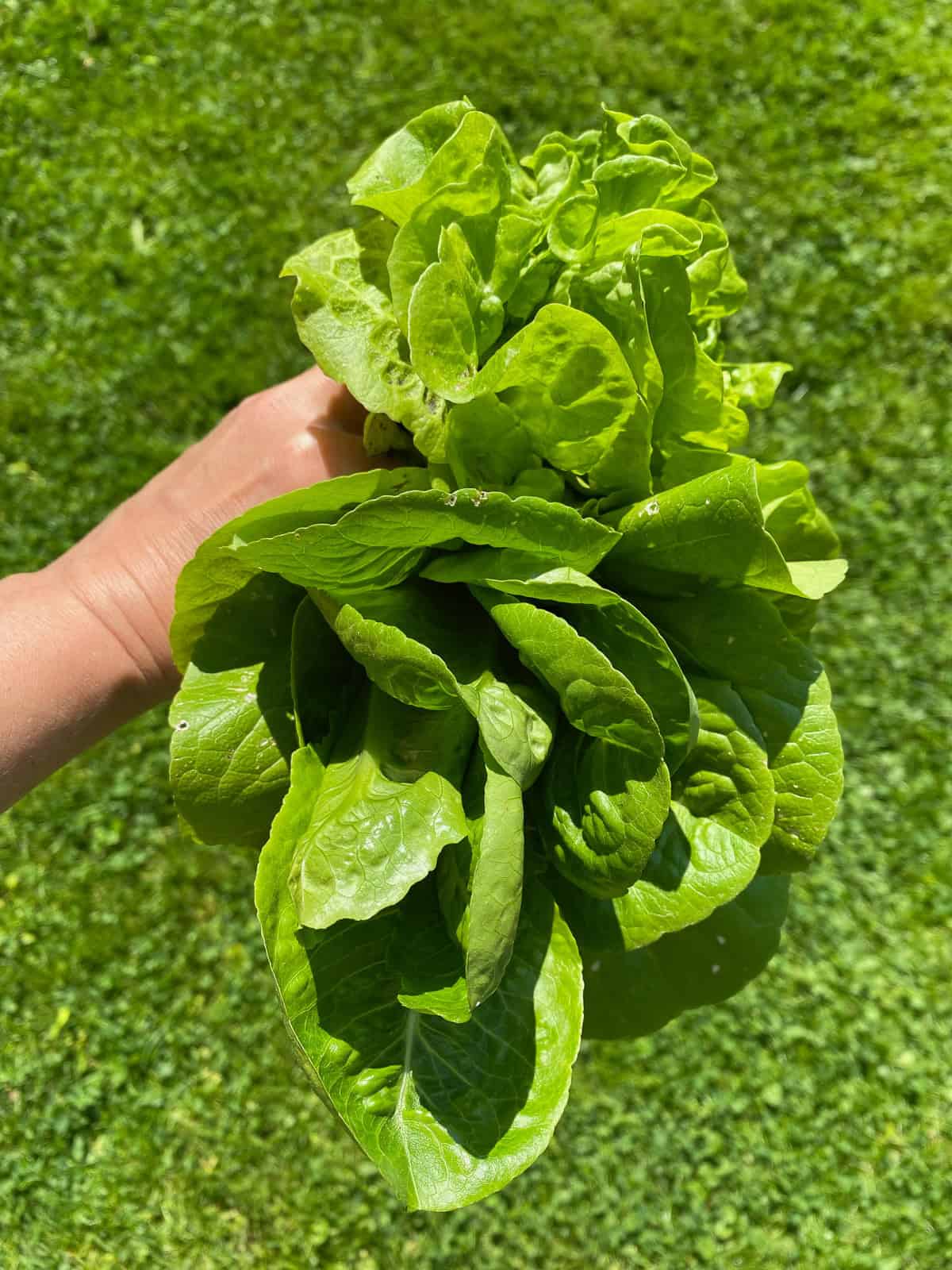 An image of a hand holding just picked heads of lettuce.