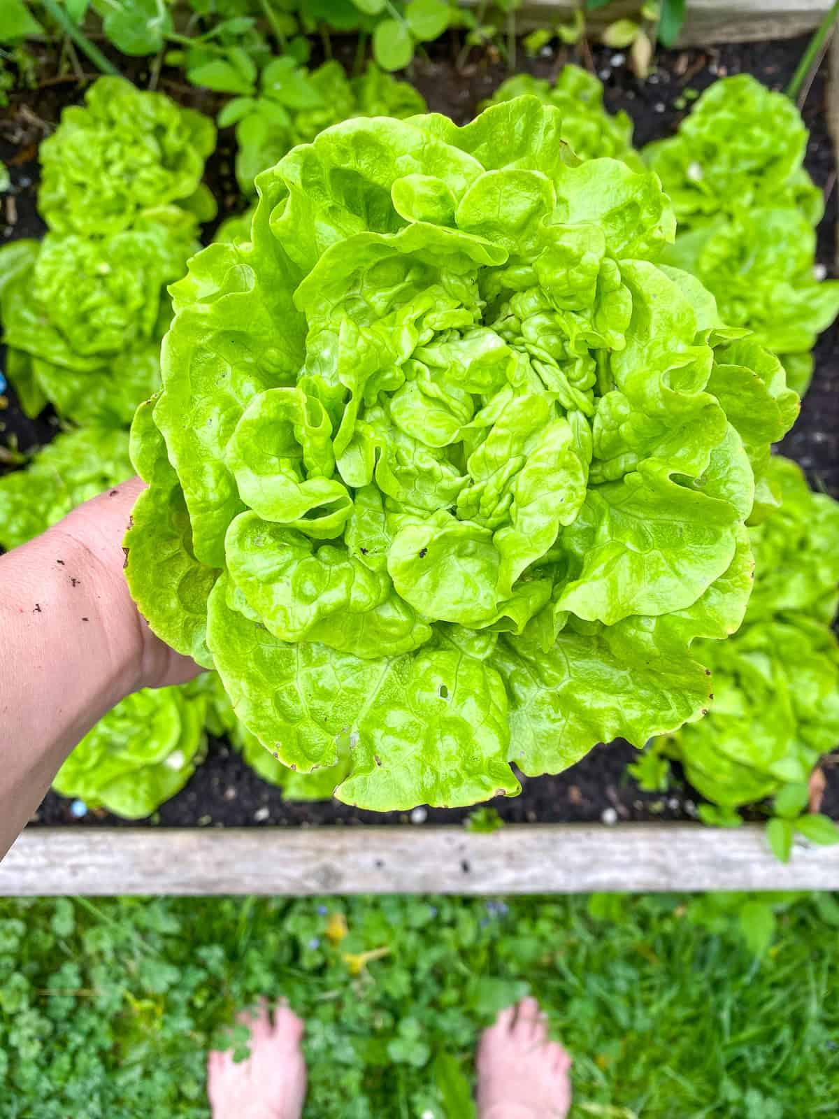 An image of a hand holding a just picked head of lettuce.