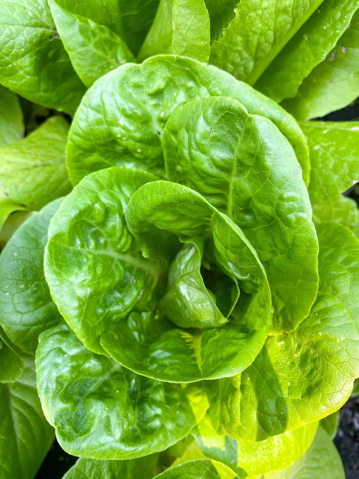 A close up of the interior of a head of romaine lettuce.