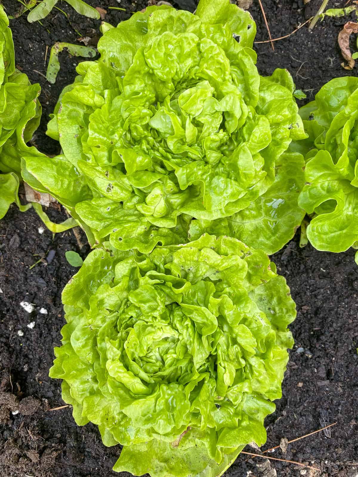 An image of two heads of tom thumb lettuce in a backyard garden.