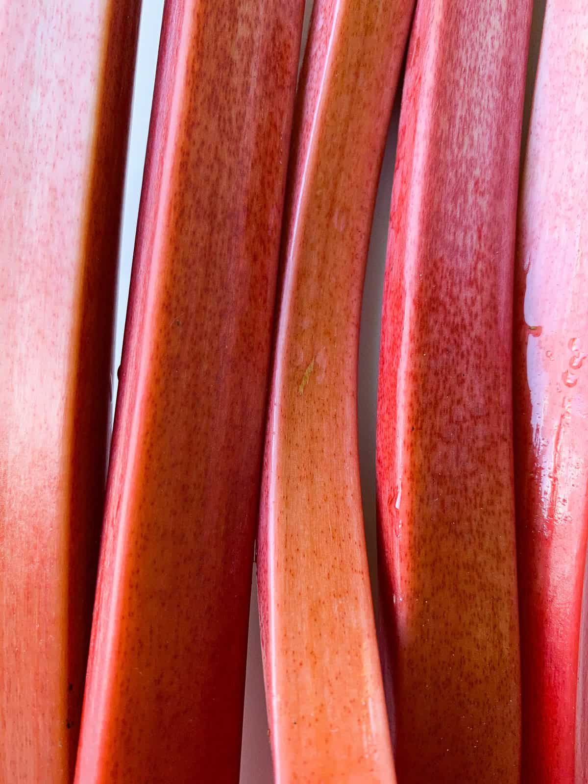 An image of the stalks of a bunch of rhubarb.