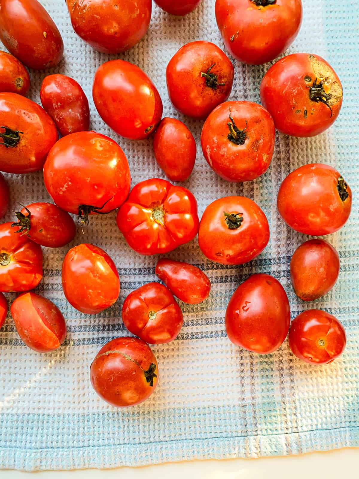 An image of tomatoes on top of a tea towel.